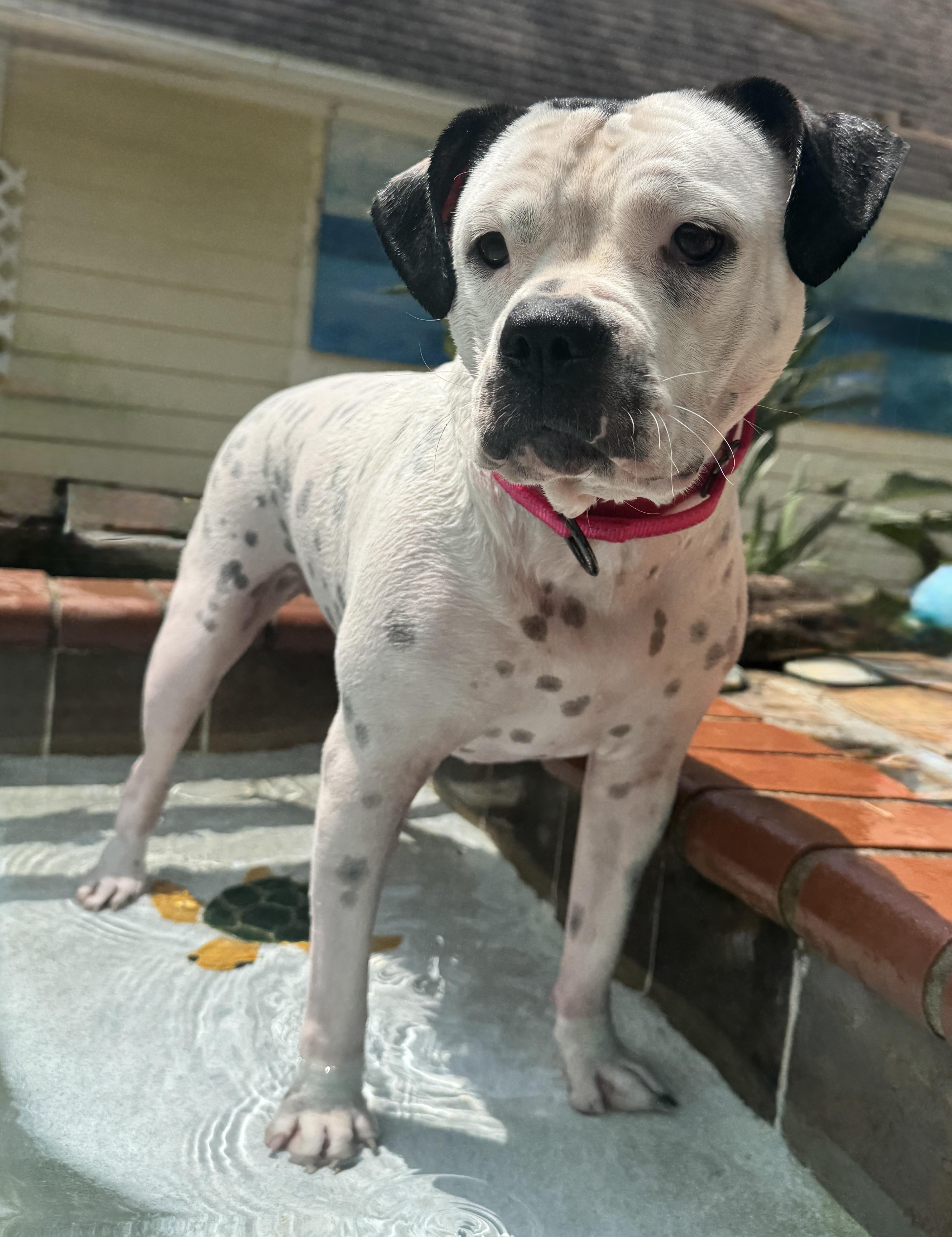 Laney, ADOPTABLE, Young Female American Bully.
