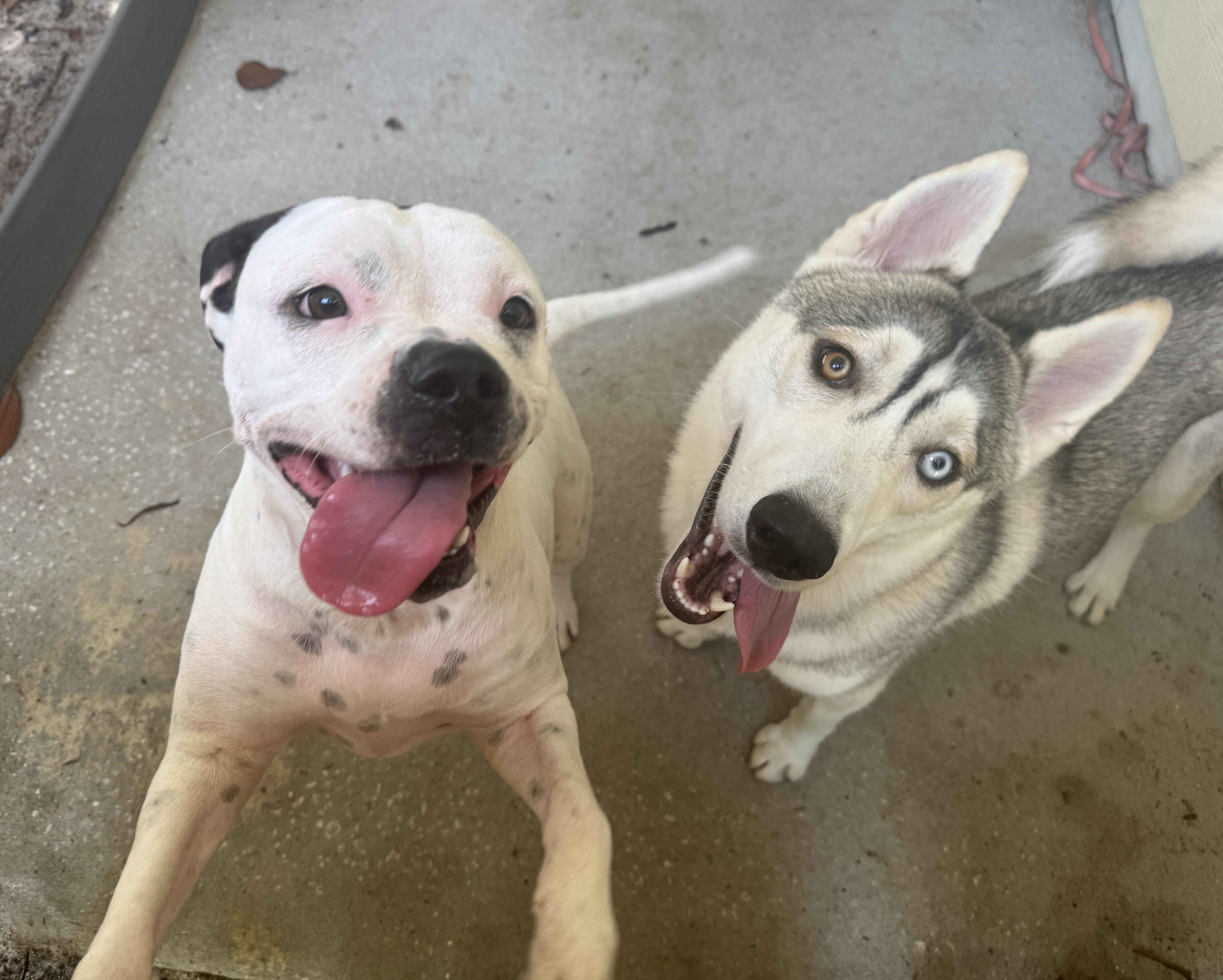 Enlarge Laney, a ADOPTABLE mixed breed in Navarre, FL image 4/5