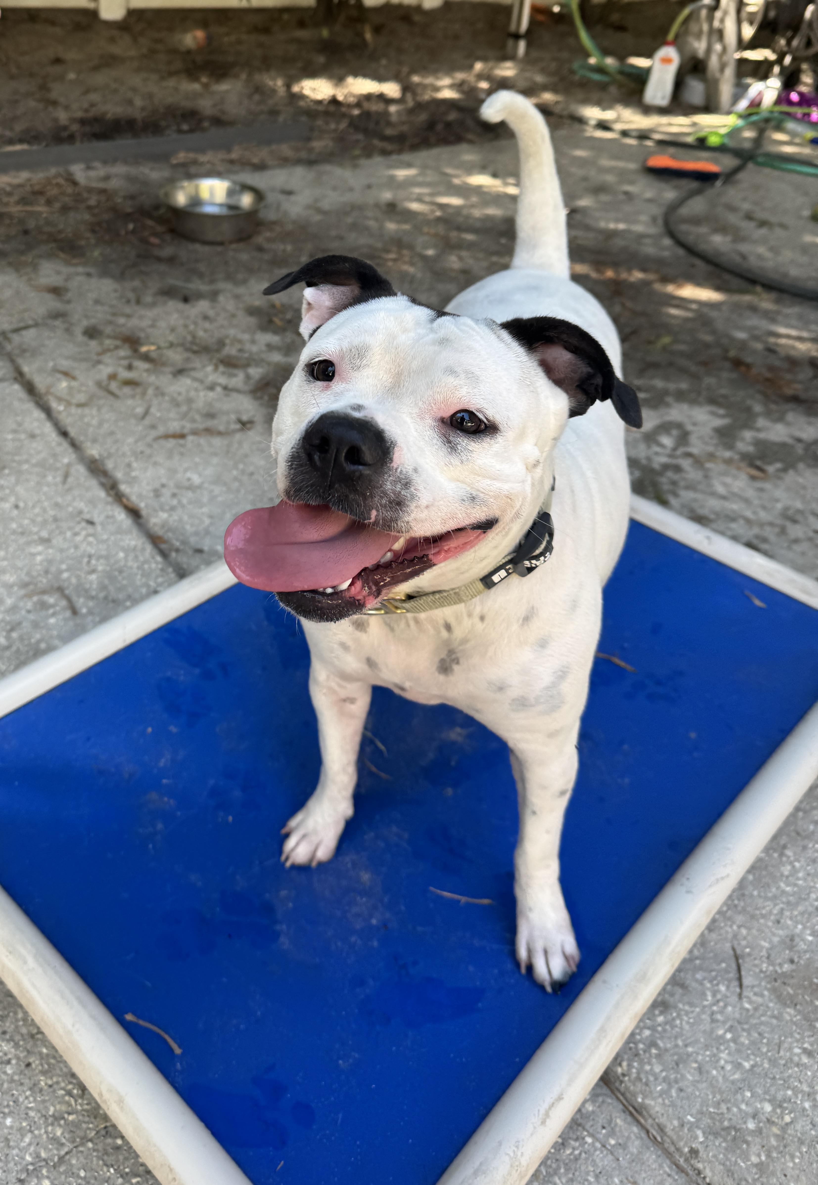 Laney, ADOPTABLE, Young Female American Bully.