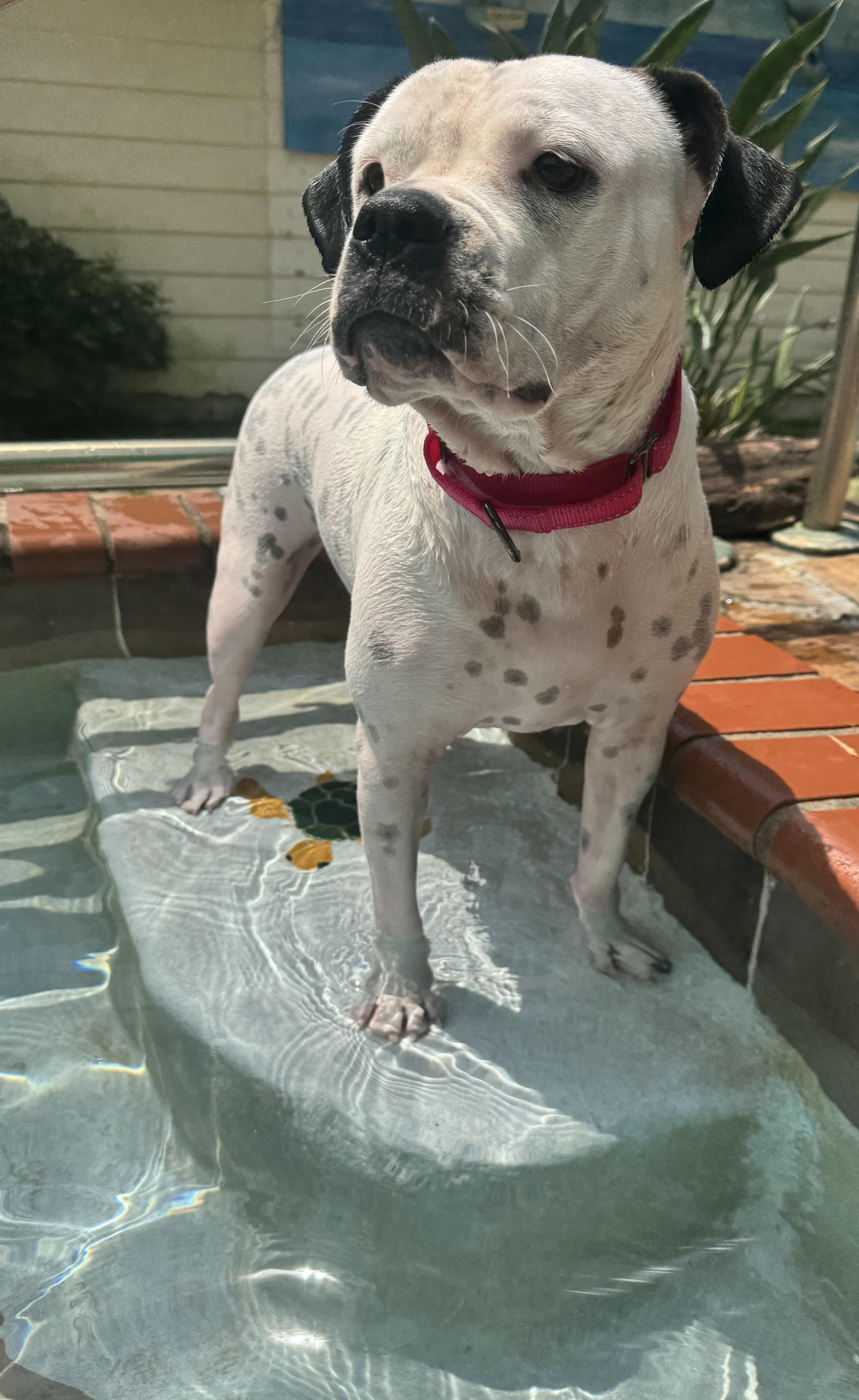 Laney, an adopted mixed breed in Navarre, FL image 4/5