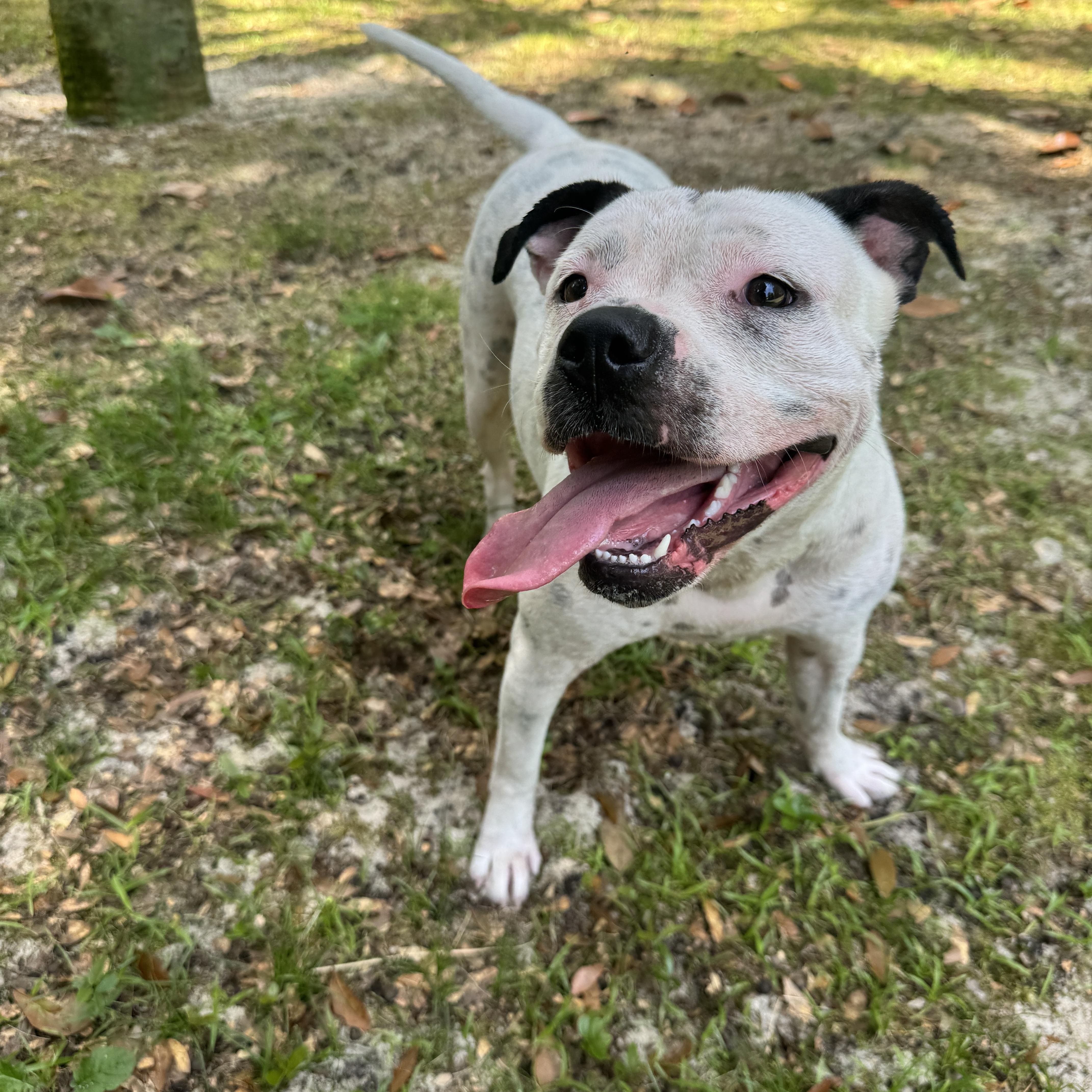 Enlarge Laney, a ADOPTABLE mixed breed in Navarre, FL image 5/5