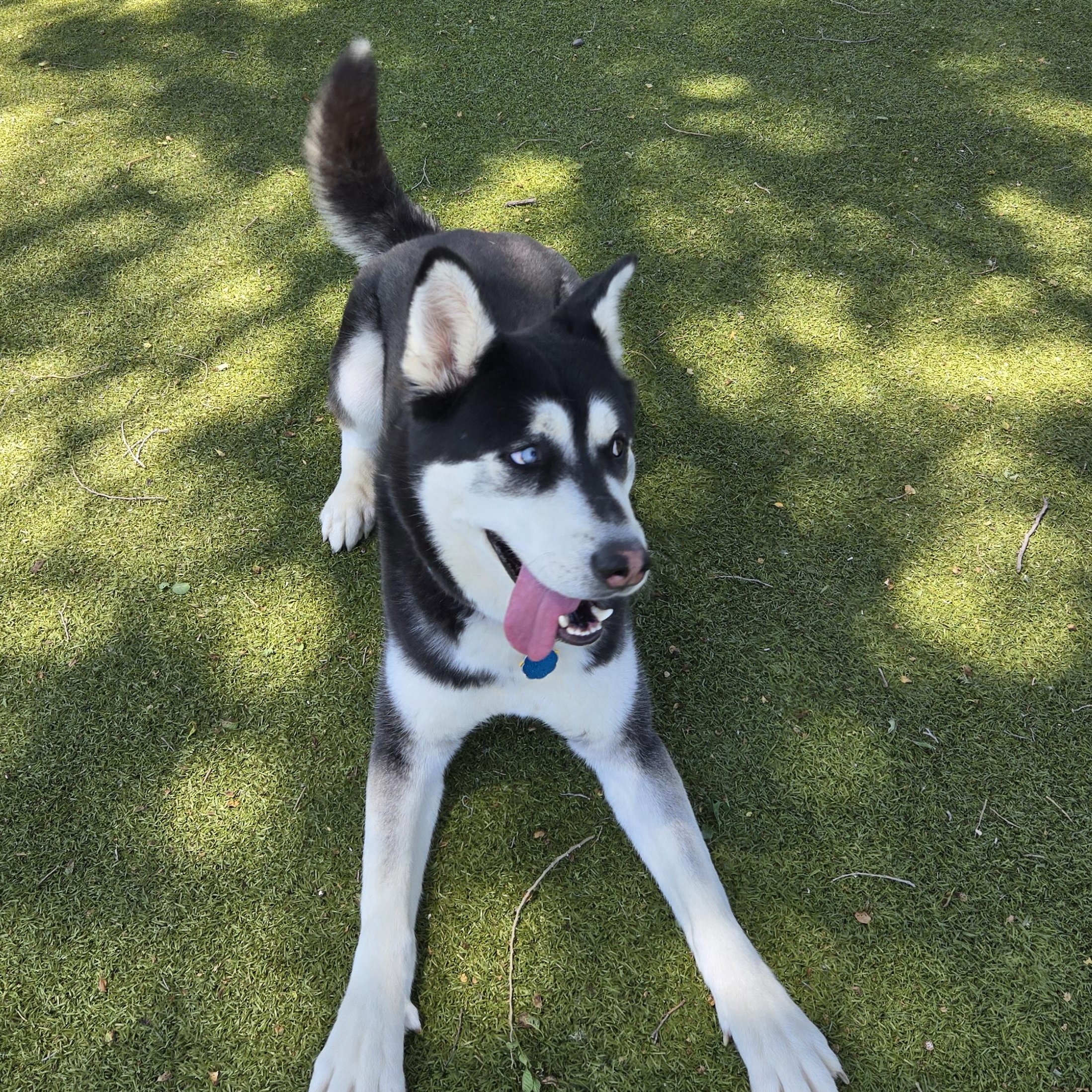 Jack Hallow, Adoptable, Adult Male Husky.