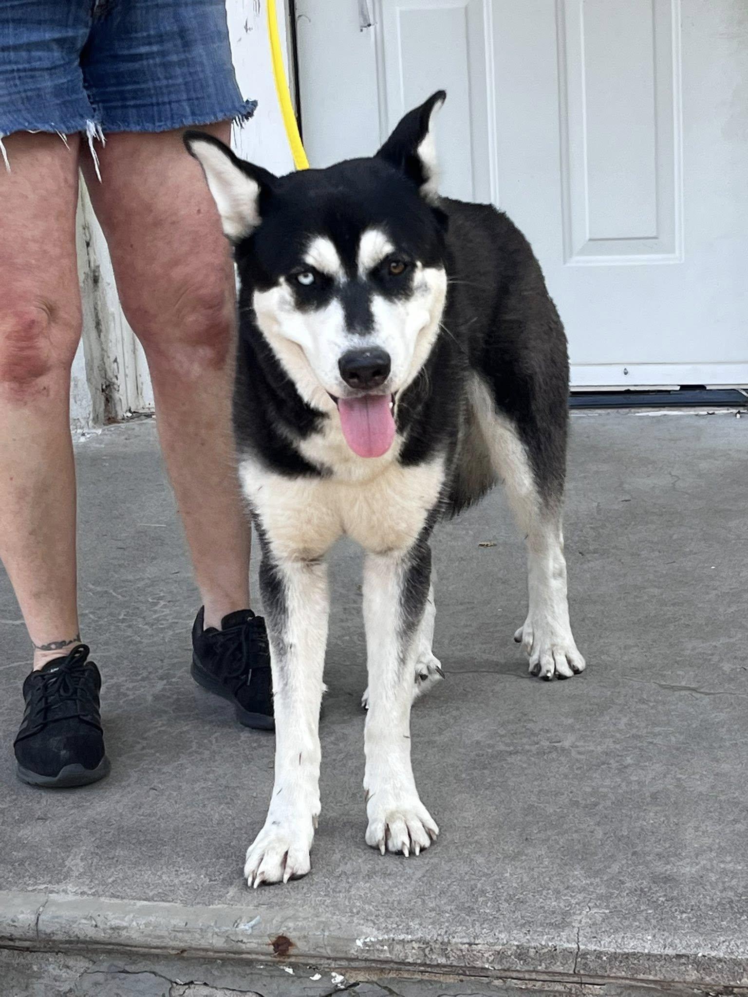Jack Hallow, Adoptable, Adult Male Husky.