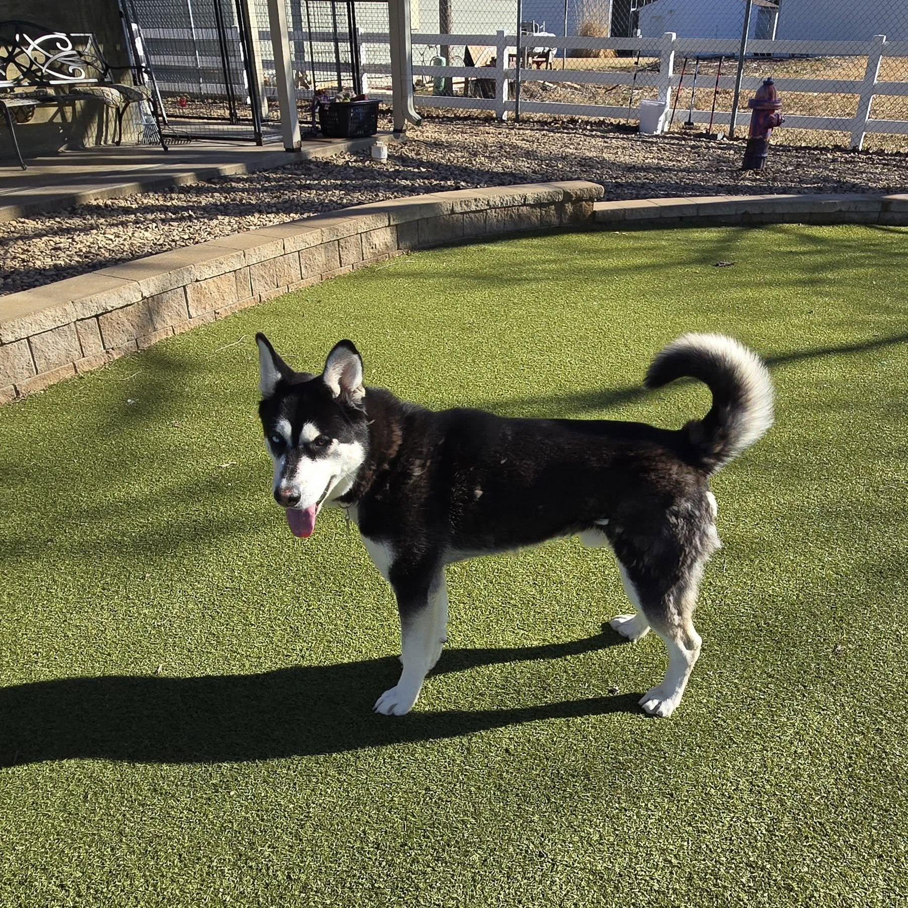 Enlarge Jack Hallow, a Adoptable Husky in Sterling, KS image 1/2