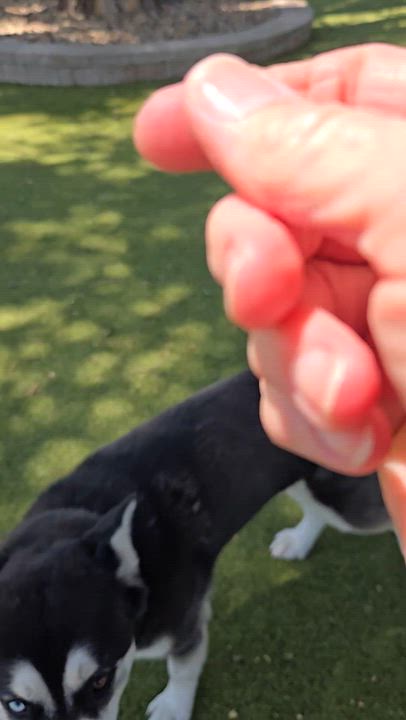 Enlarge Jack Hallow, a Adoptable Husky in Sterling, KS video 3/3