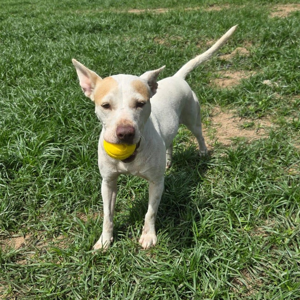 Ziret, Adoptable, Adult Female Mixed Breed.