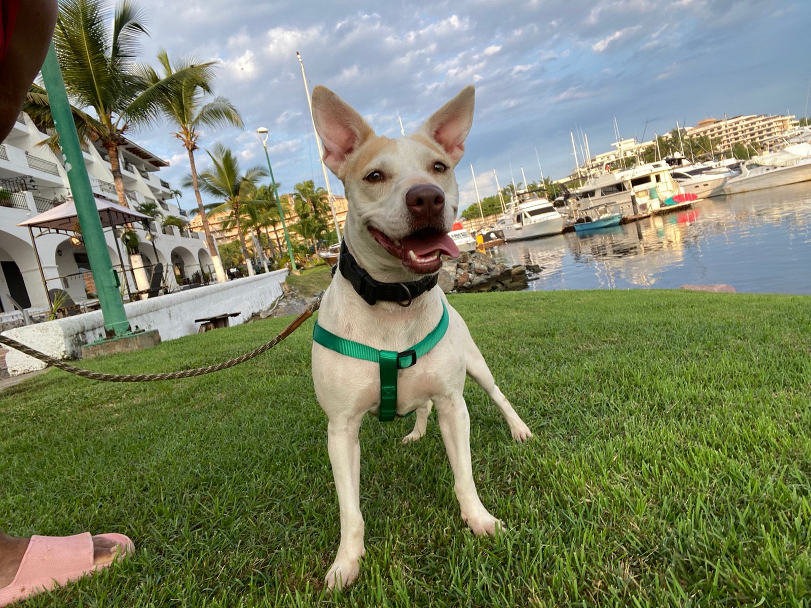 Ziret, Adult Female Mixed Breed