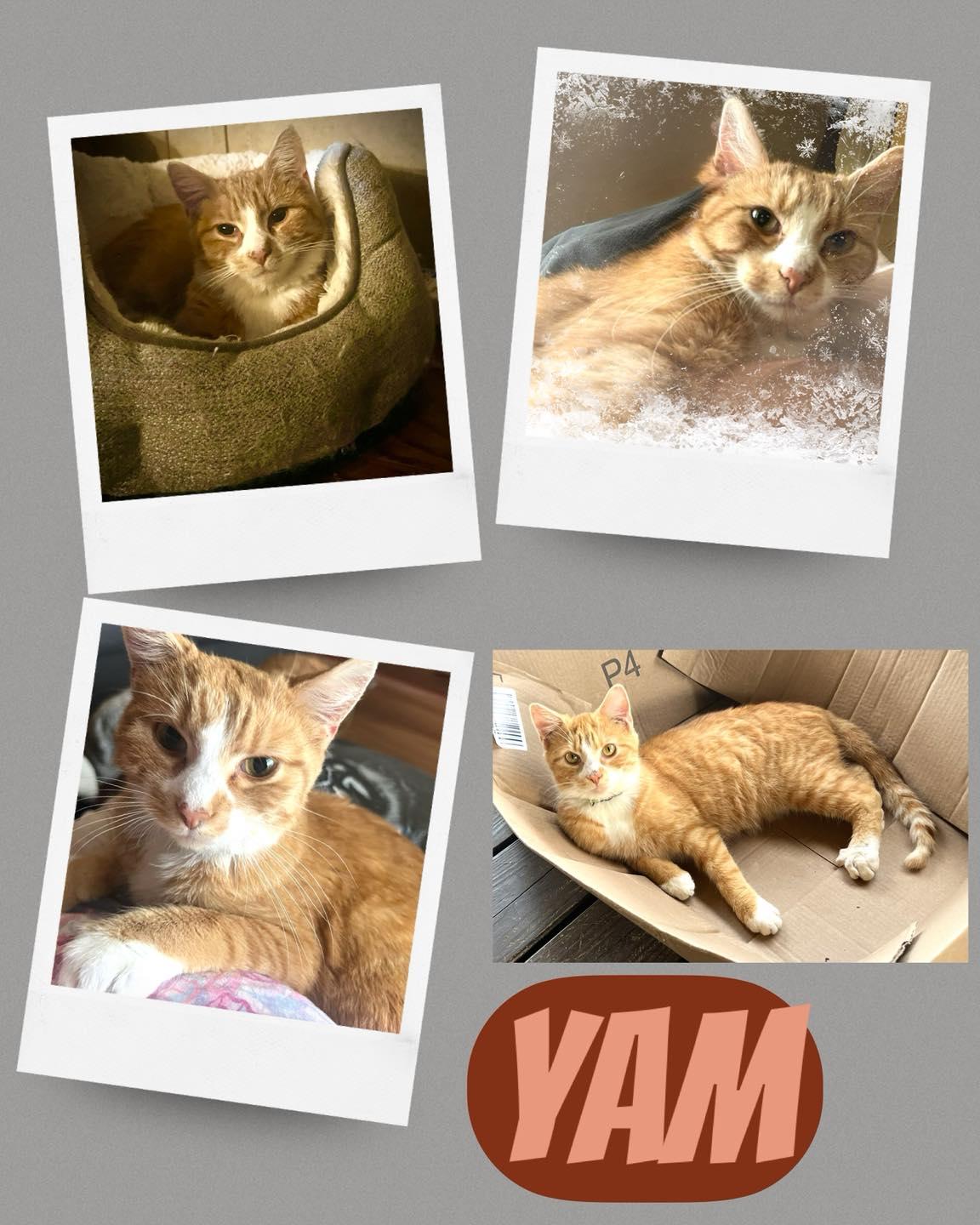 Enlarge Yam, a ADOPTABLE Domestic Short Hair in Richmond Dale, OH image 1/1