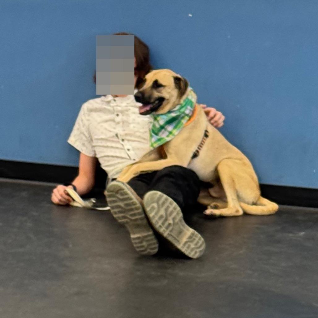 Bugs, Adoptable, Adult Male Boxer & Shepherd.