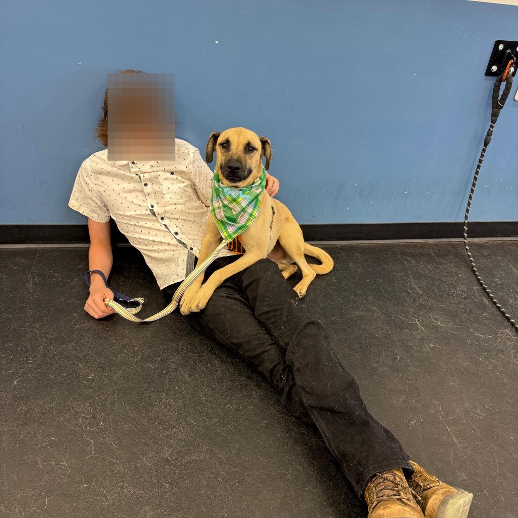 Enlarge Bugs, a Adoptable mixed breed in Phoenix, AZ image 2/5