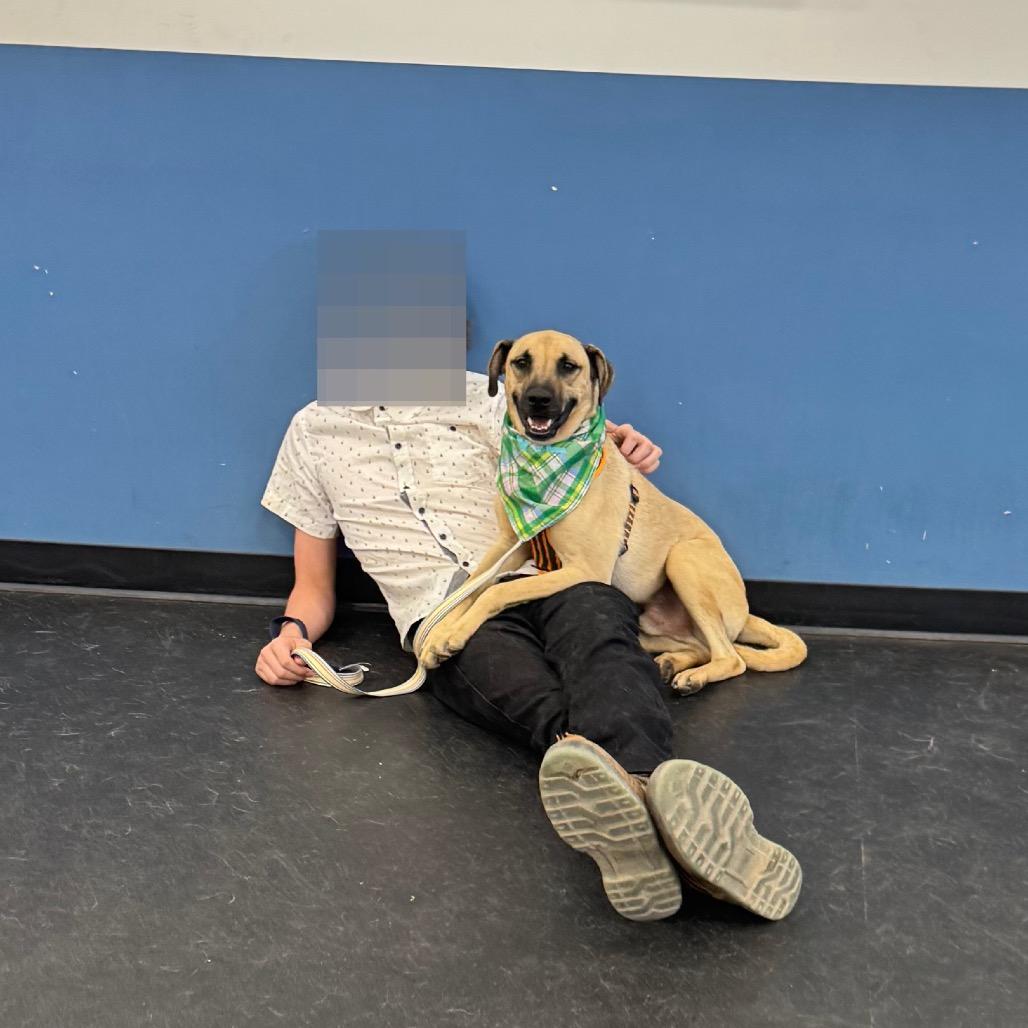 Enlarge Bugs, a Adoptable mixed breed in Phoenix, AZ image 3/5