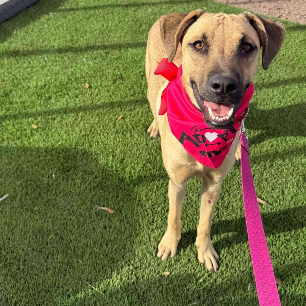 Enlarge Bugs, a Adoptable mixed breed in Phoenix, AZ image 1/2