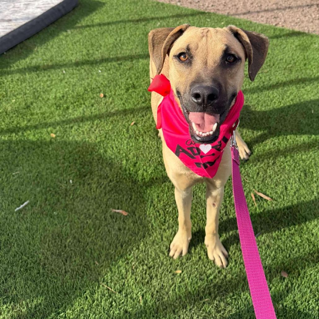 Enlarge Bugs, a Adoptable mixed breed in Phoenix, AZ image 2/2