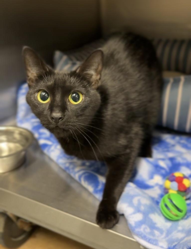 Bellatrix, Adoptable, Adult Female Domestic Short Hair.