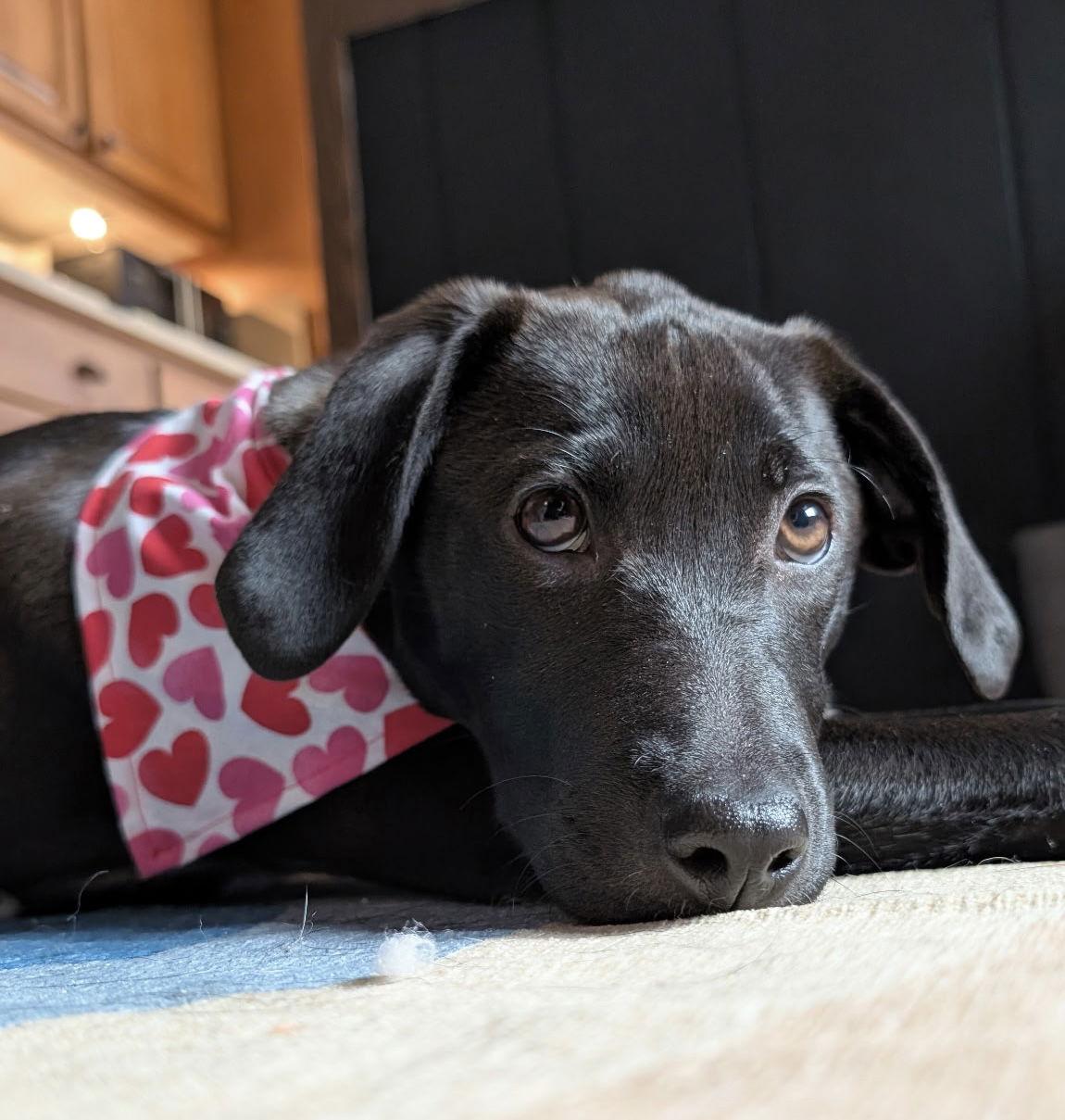 **BERNICE**, Adoptable, Puppy Female Labrador Retriever.