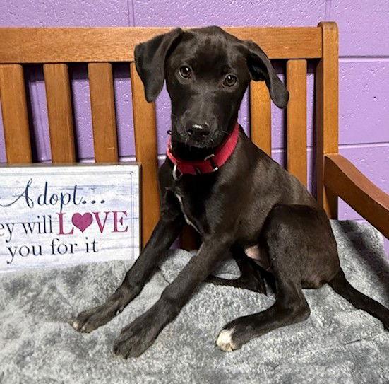Enlarge **BERNICE**, a Adoptable Labrador Retriever in North Prairie, WI image 1/3