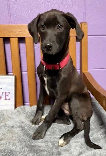 Enlarge **BERNICE**, a Adoptable Labrador Retriever in North Prairie, WI image 2/3