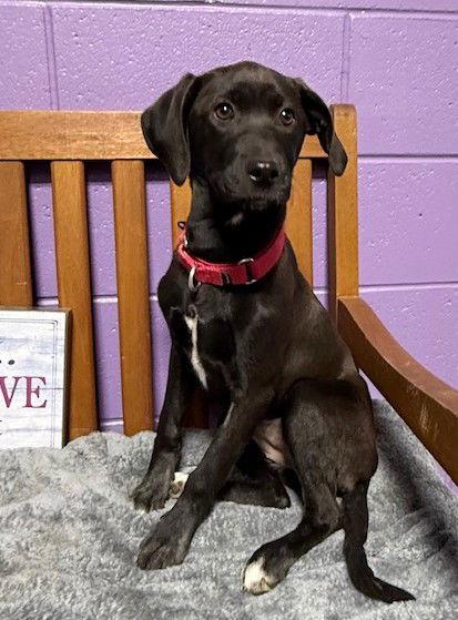 Enlarge **BERNICE**, a Adoptable Labrador Retriever in North Prairie, WI image 3/3