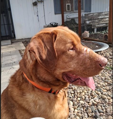 Enlarge Charlie, an adopted Labrador Retriever in Indianapolis, IN image 2/2