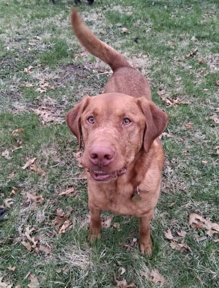 Charlie, adopted, Adult Male Labrador Retriever.