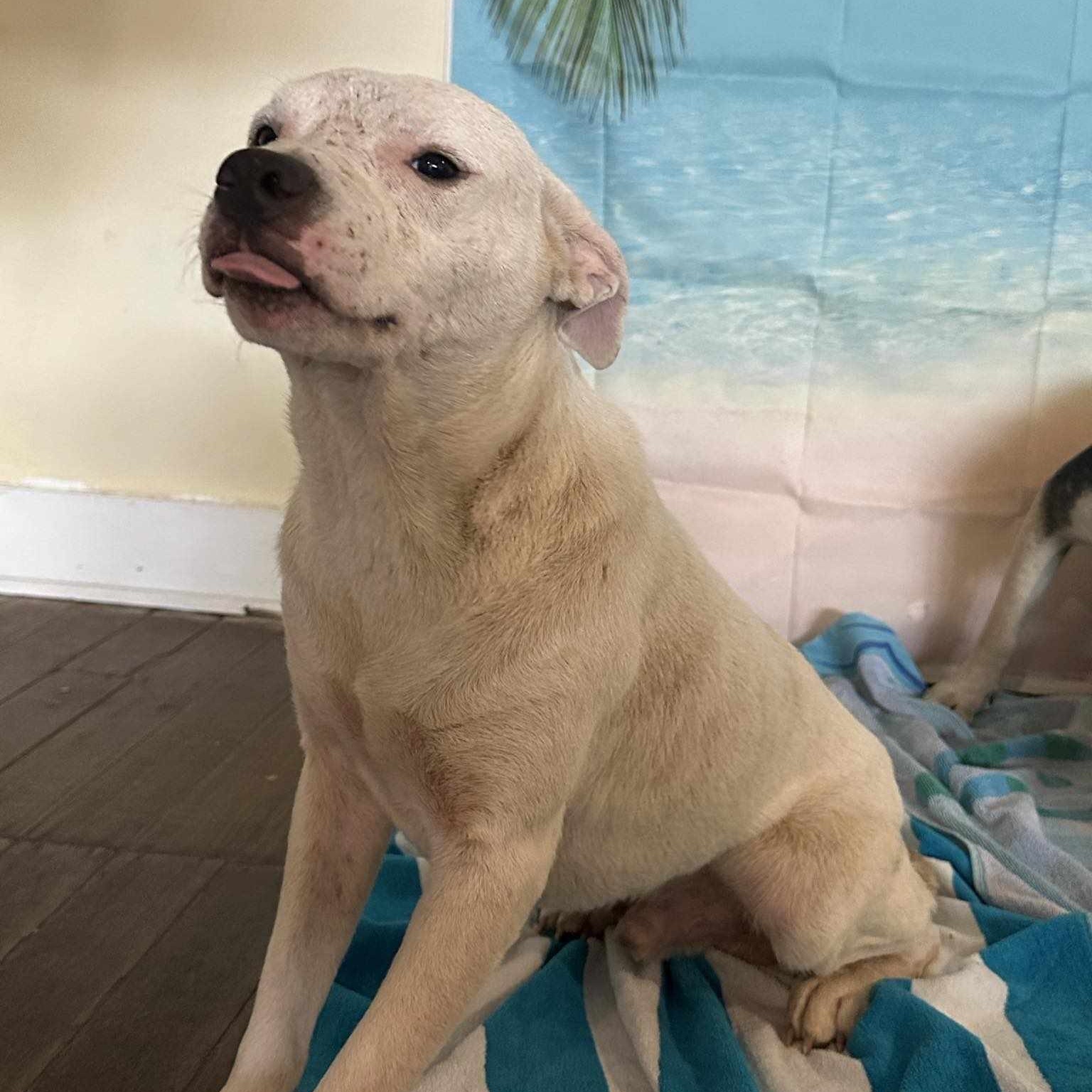 Ranger, an adoptable Pit Bull Terrier in Harlingen, TX, 78550 | Photo Image 1