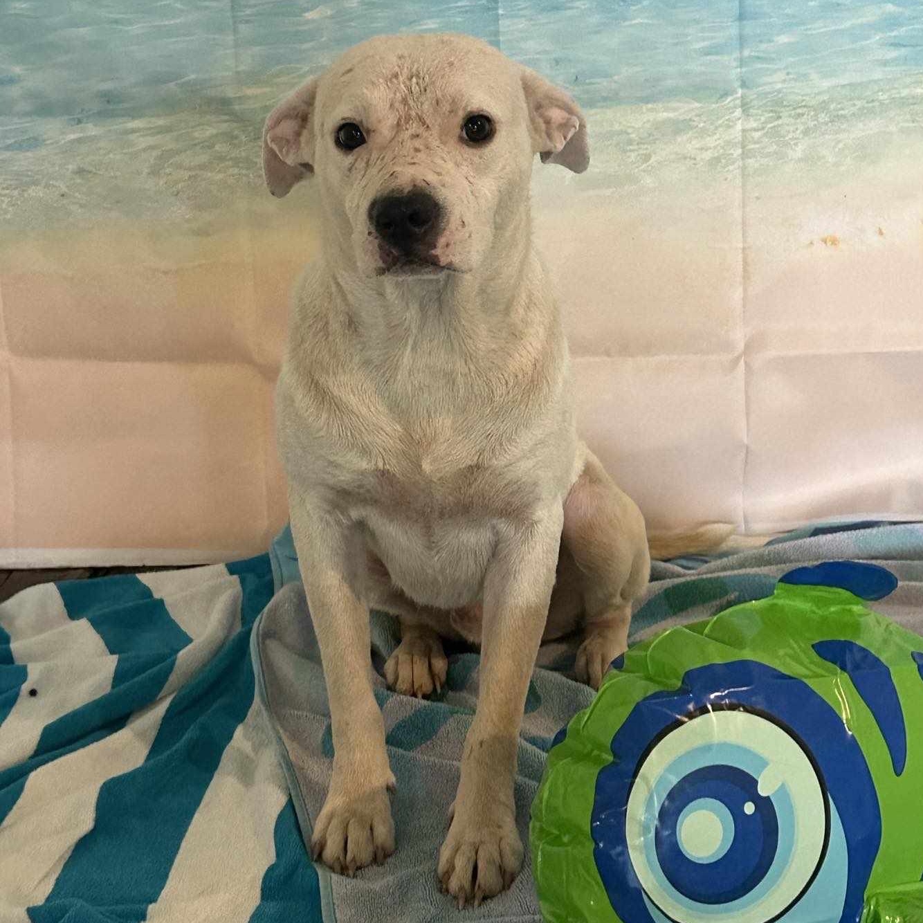 Ranger, an adoptable Pit Bull Terrier in Harlingen, TX, 78550 | Photo Image 2