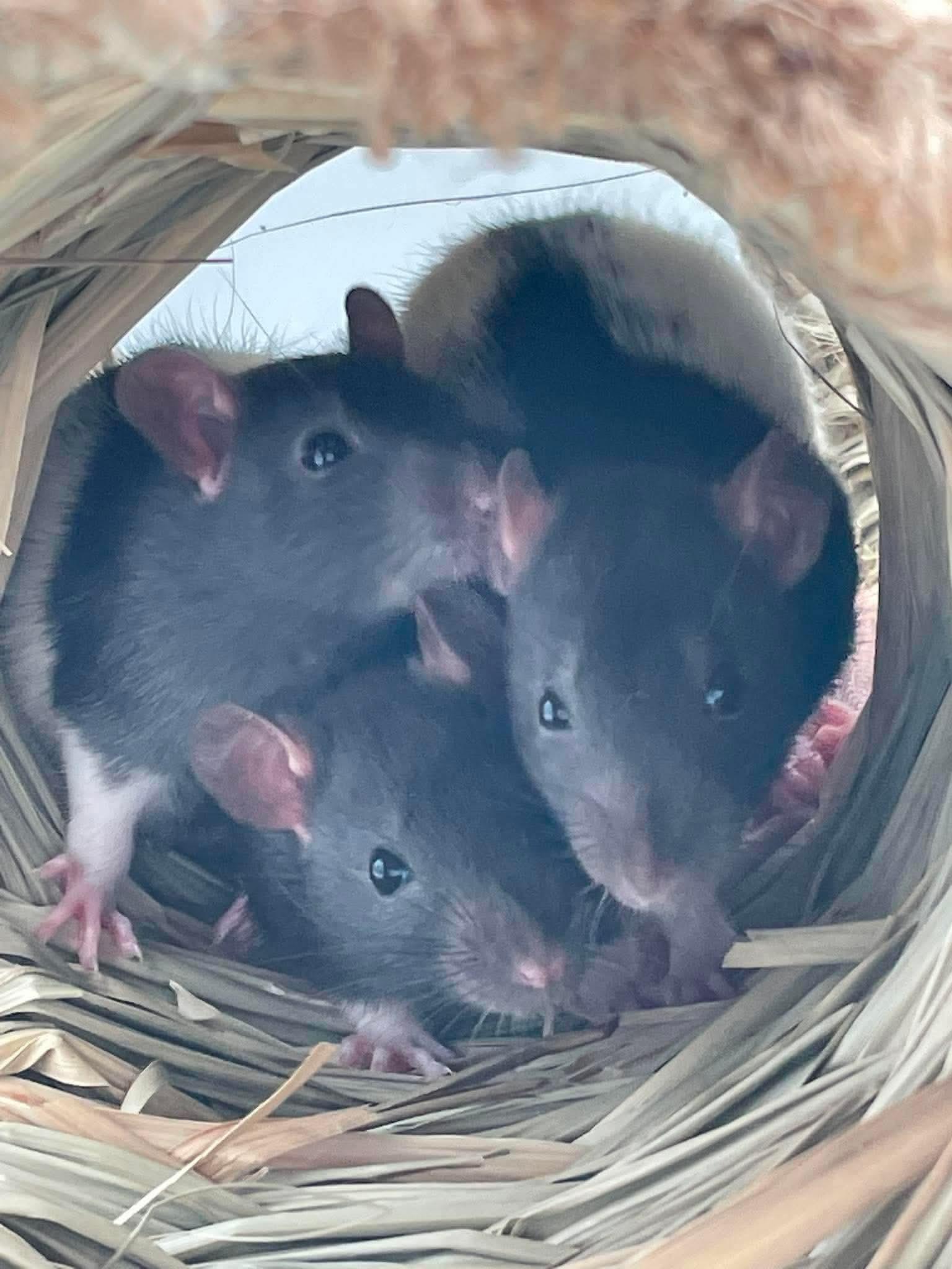 Egg, Toast and Cheese, adopted, Baby Male Rat.