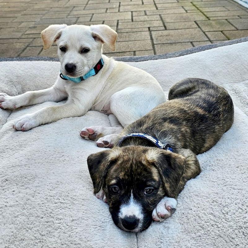 Enlarge Lief, a Adopted American Staffordshire Terrier in San Juan Capistrano, CA image 1/3