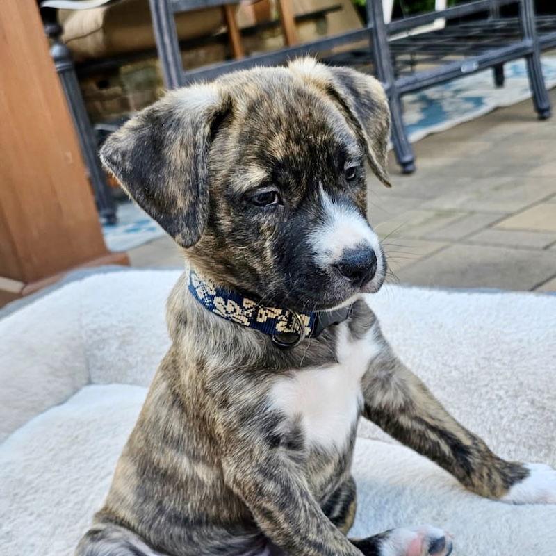 Lief, Adopted, Young Male American Staffordshire Terrier.