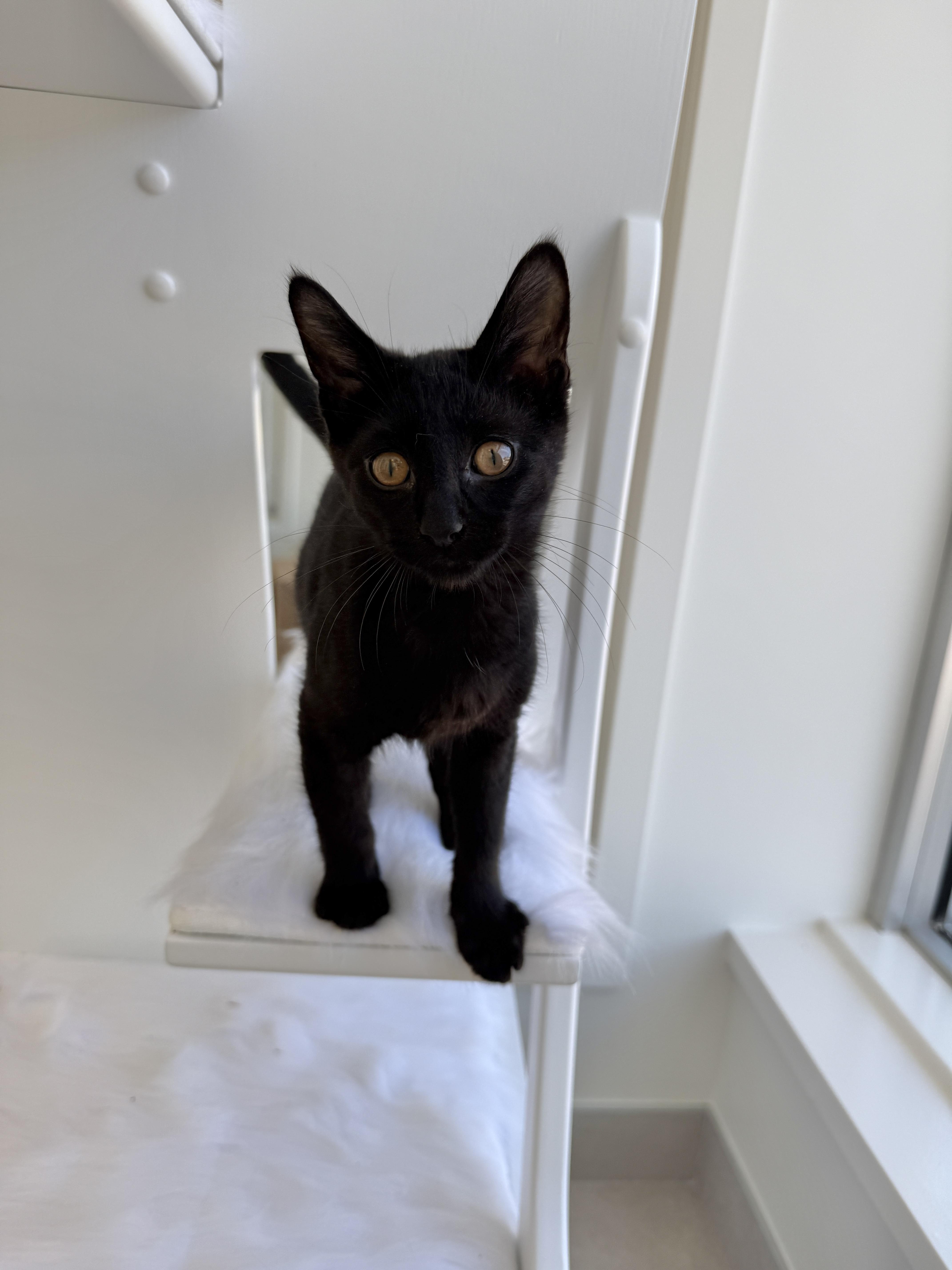 Harlan, a ADOPTABLE Domestic Short Hair in Evanston, IL image 2/3