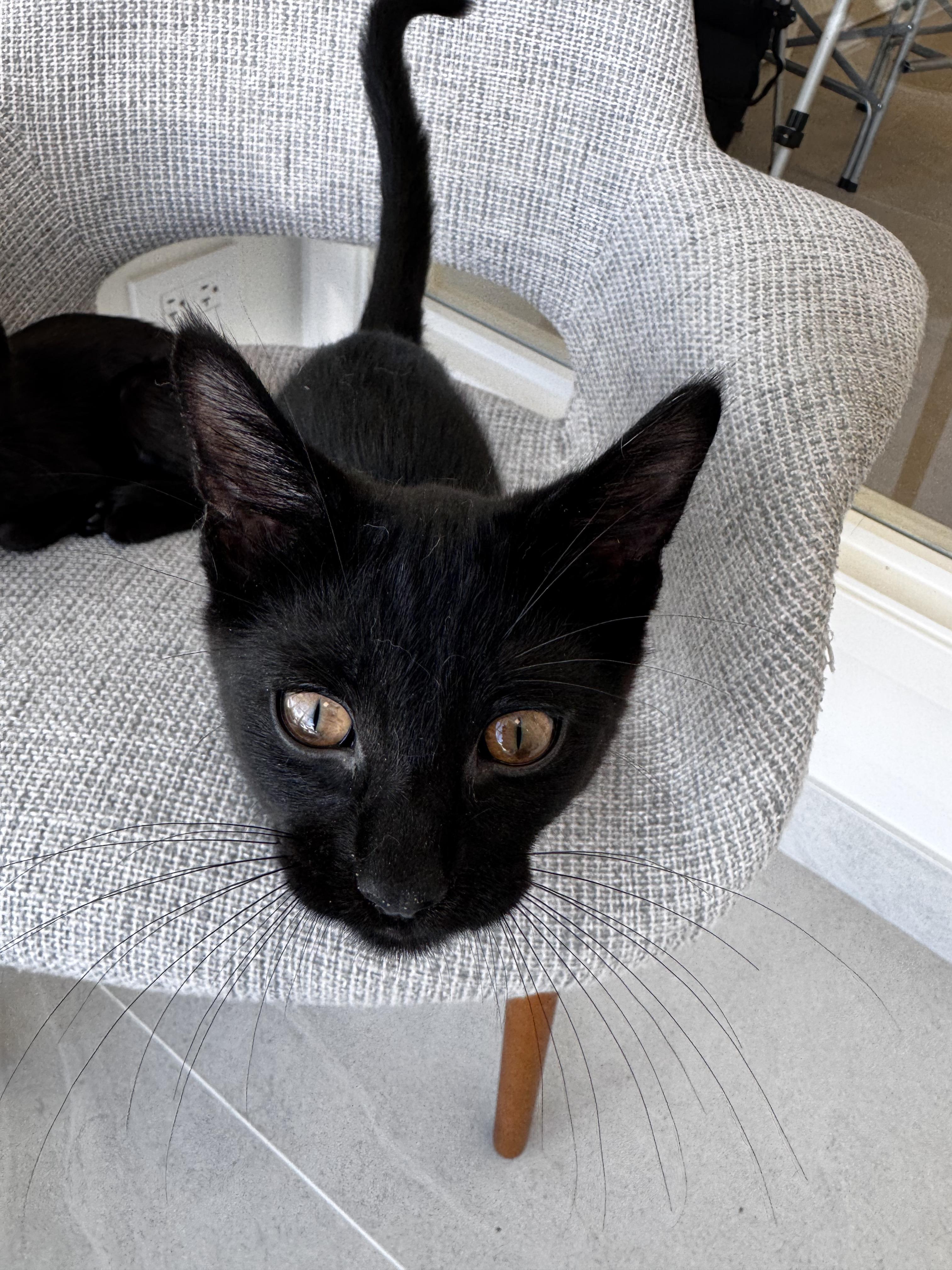 Enlarge Harlan, a ADOPTABLE Domestic Short Hair in Evanston, IL image 2/2