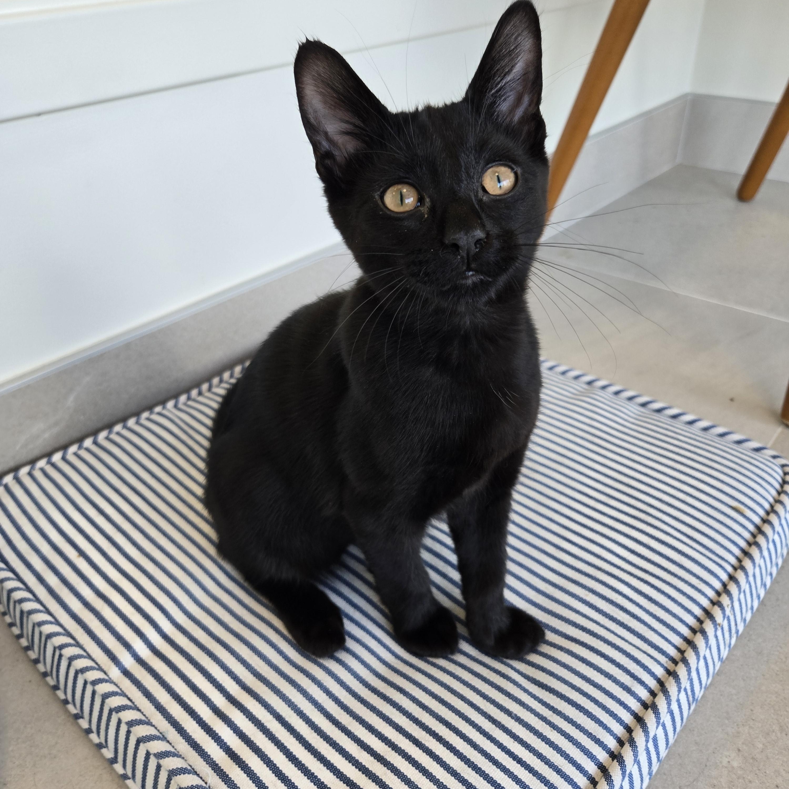 Harlan, ADOPTABLE, Kitten Male Domestic Short Hair.