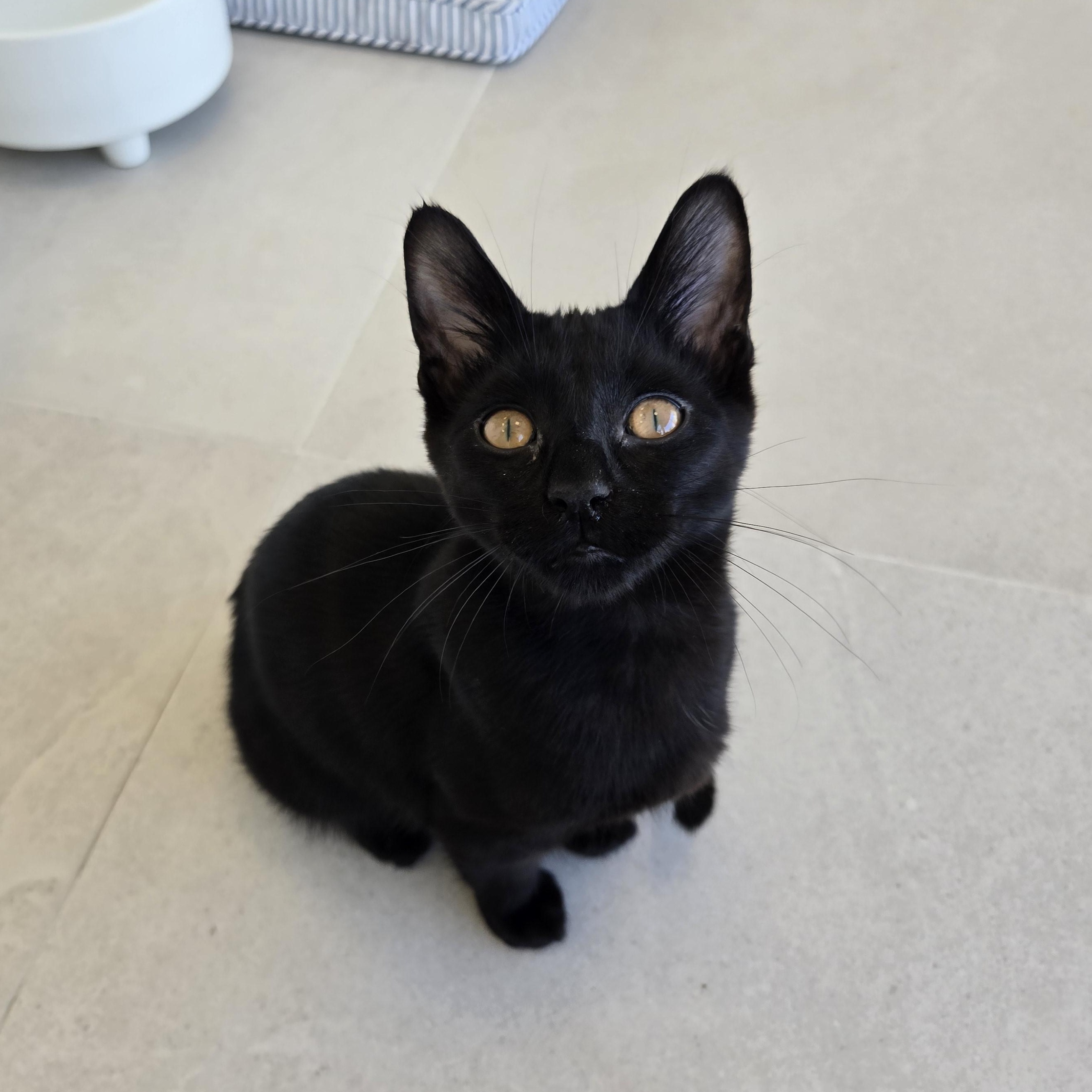 Harlan, a ADOPTABLE Domestic Short Hair in Evanston, IL image 3/3