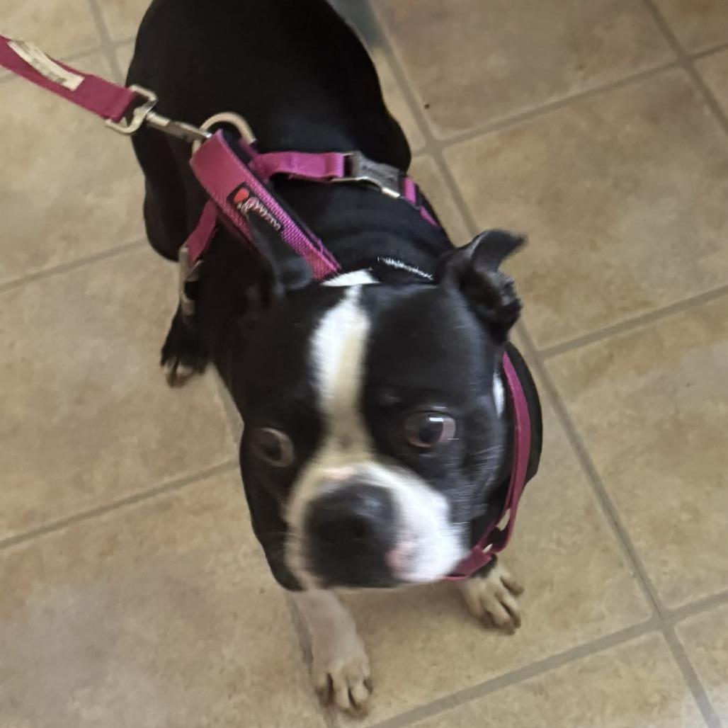 Rocco, Adoptable, Senior Male Boston Terrier.