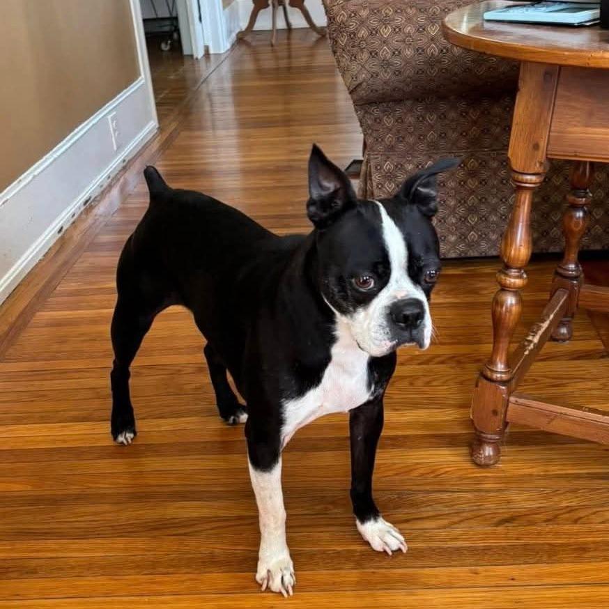 Rocco, a Adoptable Boston Terrier in Winchester, VA image 2/6