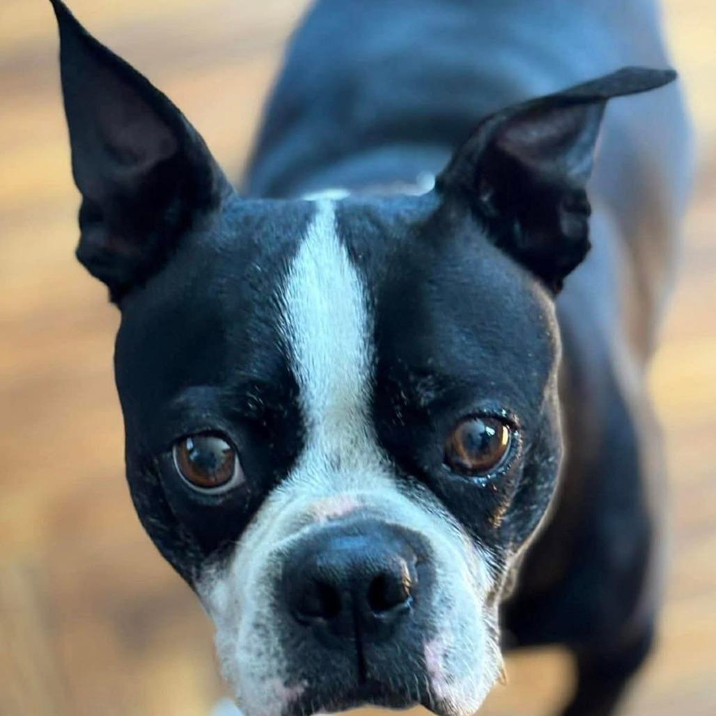 Rocco, a Adoptable Boston Terrier in Winchester, VA image 5/6