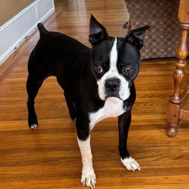 Rocco, a Adoptable Boston Terrier in Winchester, VA image 6/6