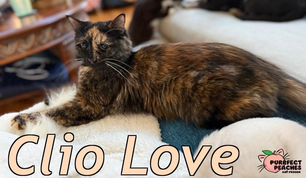 Enlarge Clio Love, a Adoptable mixed breed in Douglasville, GA image 1/3