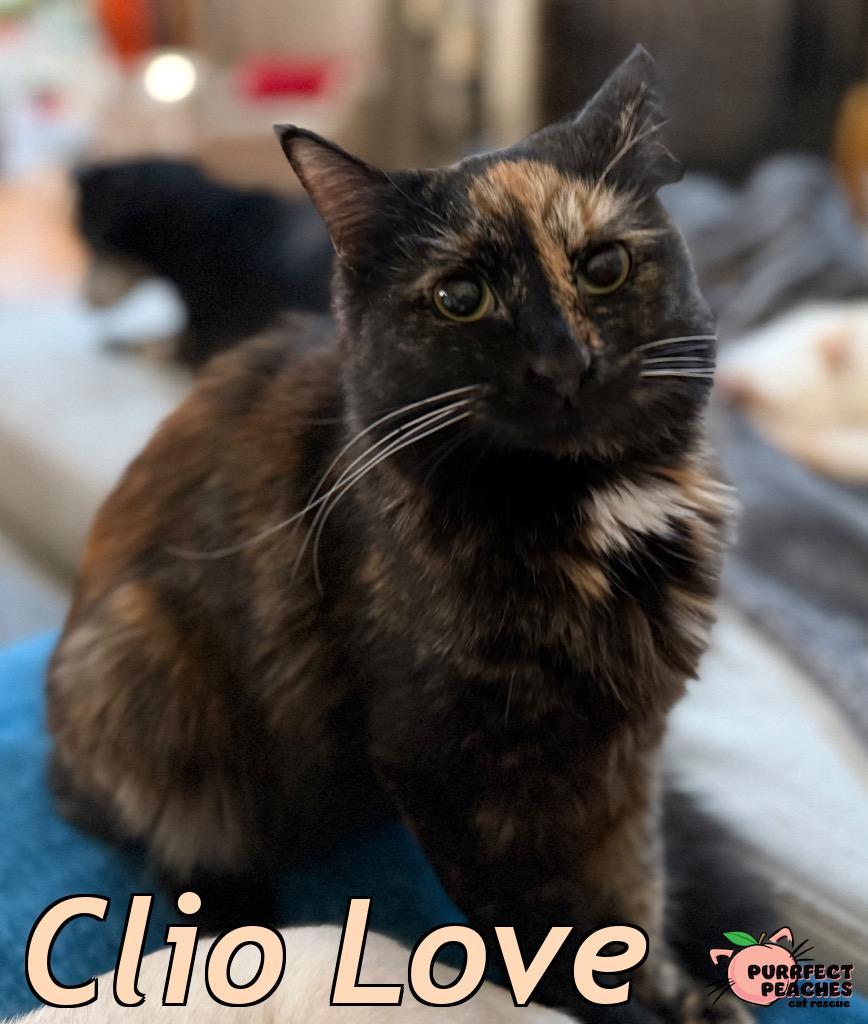 Enlarge Clio Love, a Adoptable mixed breed in Douglasville, GA image 2/3