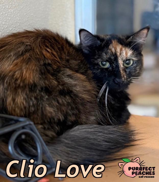 Enlarge Clio Love, a Adoptable mixed breed in Douglasville, GA image 3/3