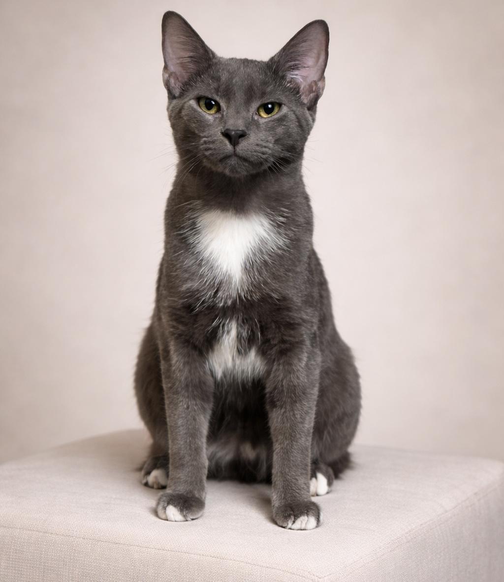Baloo, ADOPTABLE, Young Male Domestic Short Hair.