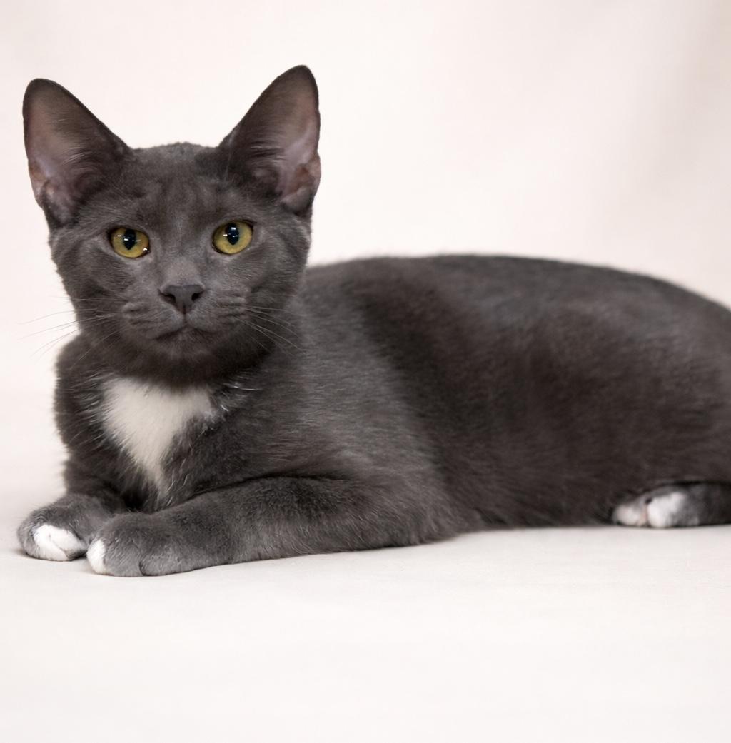 Enlarge Baloo, a ADOPTABLE Domestic Short Hair in Rixeyville, VA image 3/3