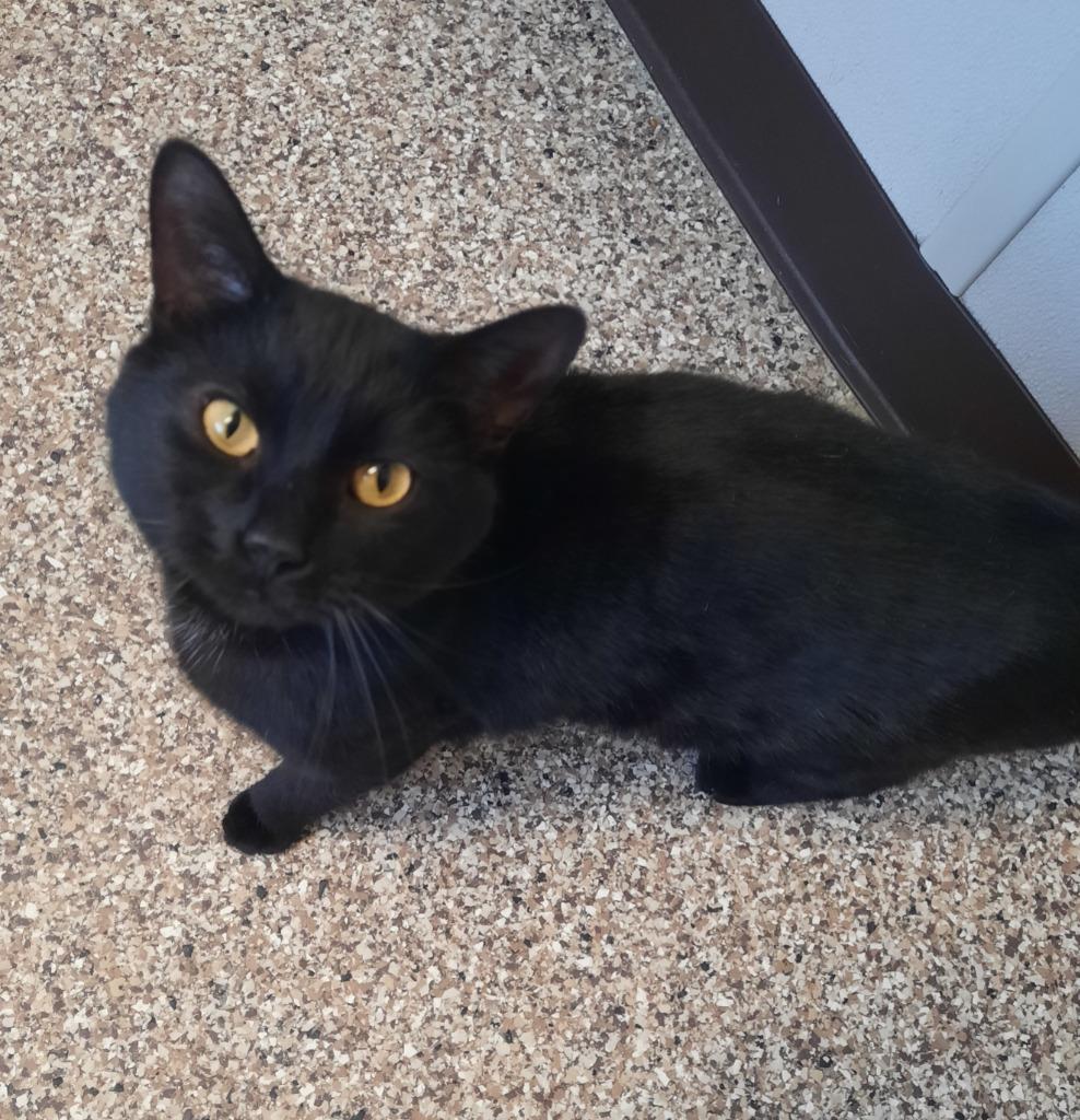 Sasha, Adoptable, Adult Male Domestic Short Hair.