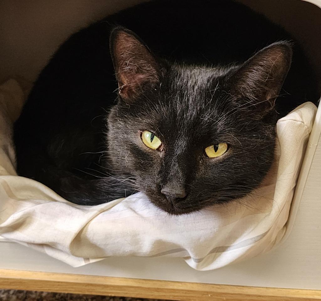 Sasha, a Adoptable mixed breed in Fremont, OH image 3/5