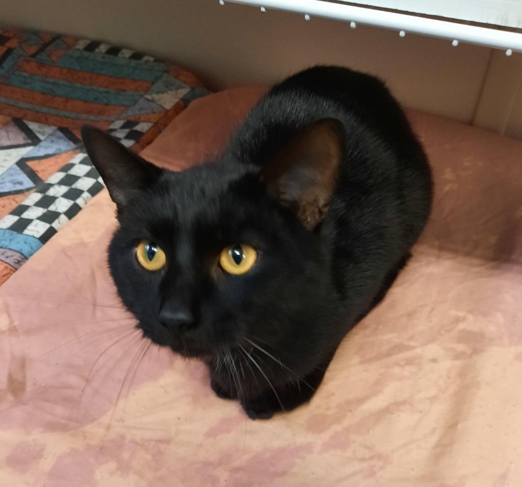 Sasha, a Adoptable mixed breed in Fremont, OH image 4/5