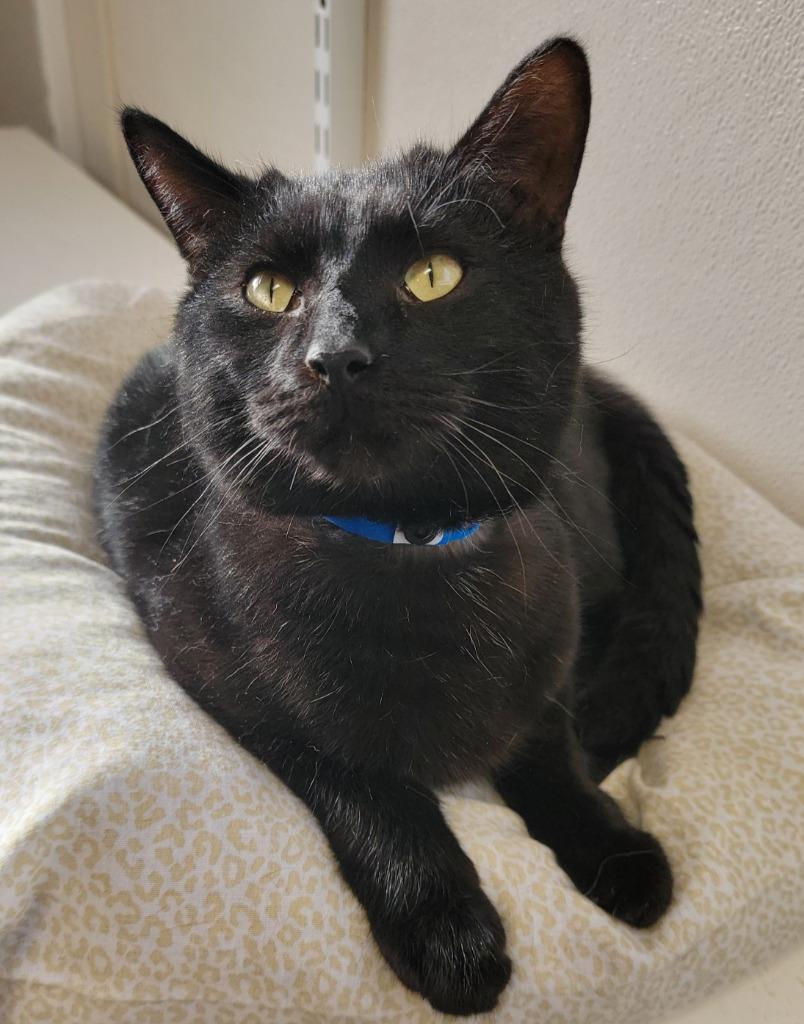 Sasha, a Adoptable mixed breed in Fremont, OH image 5/5