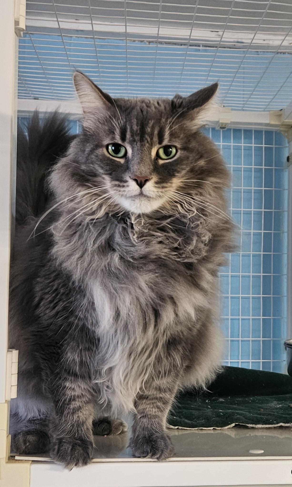 Grey Mist, adoptable, Adult Male Domestic Long Hair.