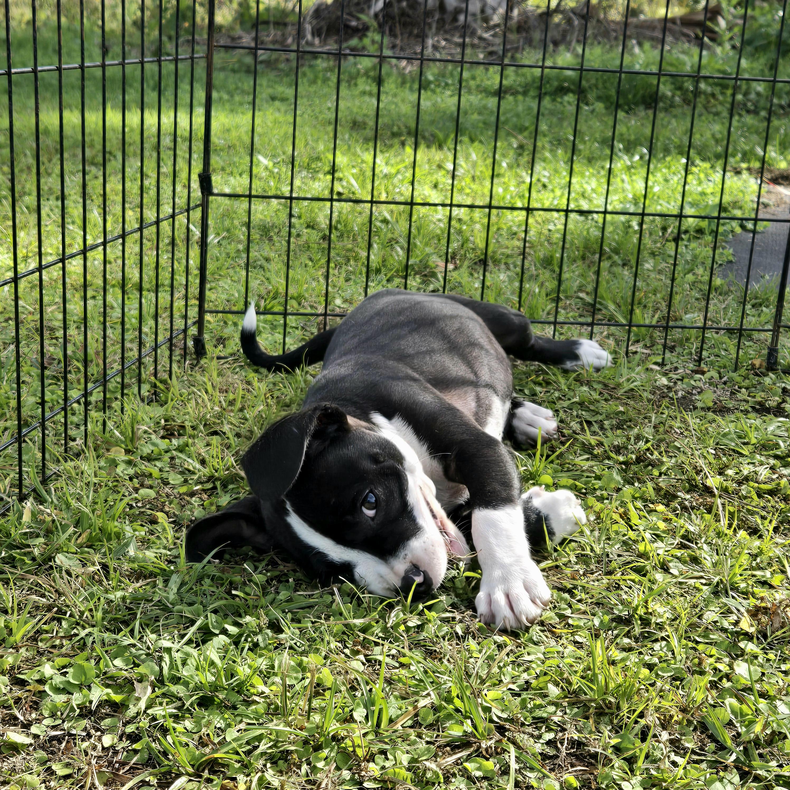 Enlarge Homeboy Thumbs, a ADOPTABLE mixed breed in Oviedo, FL image 2/3