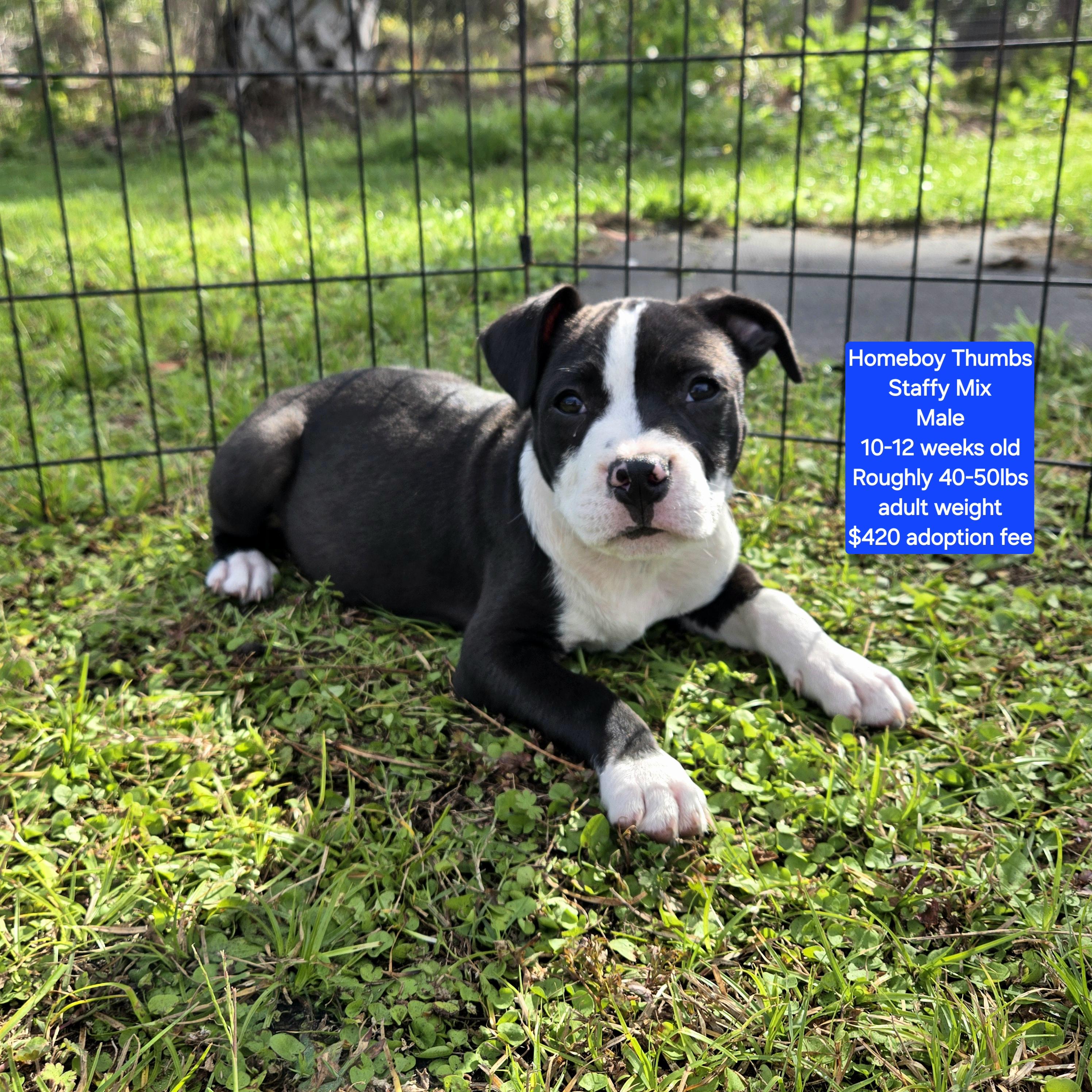 Enlarge Homeboy Thumbs, a ADOPTABLE mixed breed in Oviedo, FL image 1/3