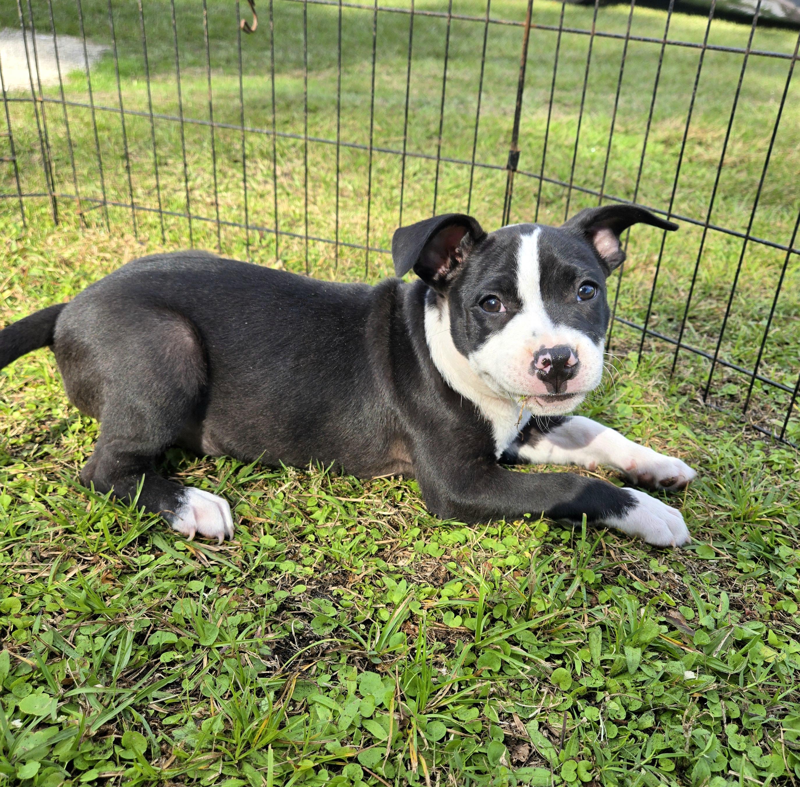 Enlarge Homeboy Thumbs, a ADOPTABLE mixed breed in Oviedo, FL image 3/3